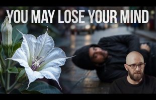 Datura: The Psychedelic Which Only Causes Bad Trips
