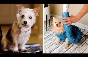 11 Purr-Fectly Paw-Some Hacks and Gadgets to Spoil Your Pet With! Blossom