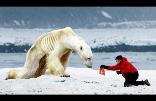 Man Helps A Starving Polar Bear. You Won’t Believe What Happens Next