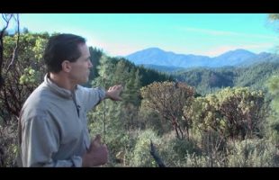 Geoengineering And The Dying Of The Trees ( Dane Wigington GeoengineeringWatch.org )