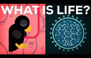 What Is Life? Is Death Real?
