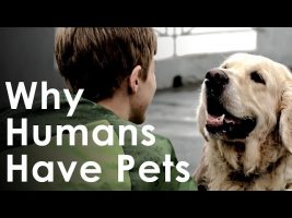 What Pets Teach Us About Life – Why Humans Like Having Pets