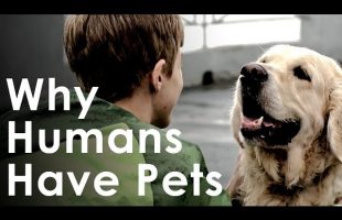 What Pets Teach Us About Life – Why Humans Like Having Pets