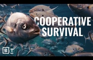 The ocean is evolving, and it’s not based on the ‘survival of the fittest’