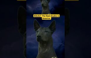 XOLOLT –  The Real Anubis in America  !! #trending #shorts #history