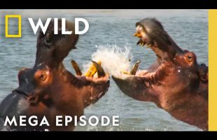 World’s Deadliest: Ninjas, Territory Clashes, & Transformers | MEGA EPISODE | Nat Geo Animals
