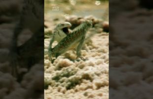 On Chile’s salt flats, winner takes all 🦎 #WildChile