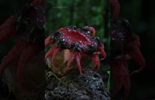 Meet nature’s recyclers ✨🍄 #Fungi #HostilePlanet