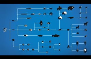 How Evolution works