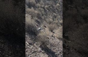 How NOT To Test the Range of Your Drone #shorts