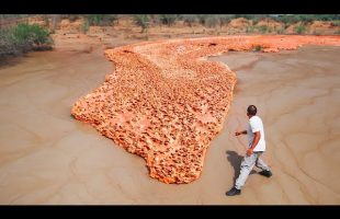 Incredible Moments Caught on Camera