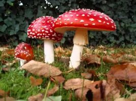 Terence McKenna Santa Claus and the Amanita Muscaria Mushroom