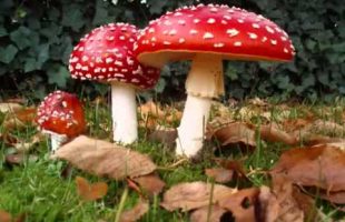Terence McKenna Santa Claus and the Amanita Muscaria Mushroom