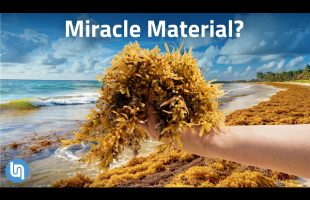 This Seaweed Was a Caribbean Disaster, Now It’s Gold