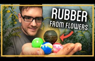 Can You Turn Wildflowers into Rubber?