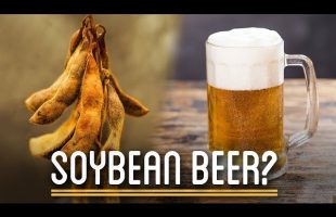 Can You Brew Soy Beans into Beer?