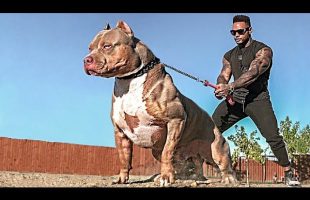 Your Dog Is Better off Not Knowing About the Existence of These Breeds. The Most Dangerous Dogs