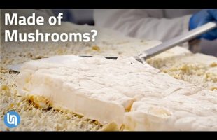 Why Mushrooms are Starting to Replace Everything