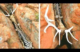12 Animals That Nature Has Treated Unfairly