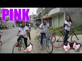 Pink Chickens!