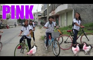 Pink Chickens!