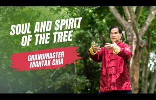 Trees meditation with Grandmaster Mantak Chia. Why trees are our best friend?