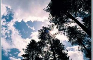 Terence mckenna – How To Take Psychedelics Pt.1