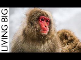 The Extraordinary Snow Monkeys Of Japan