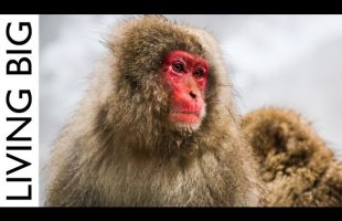 The Extraordinary Snow Monkeys Of Japan