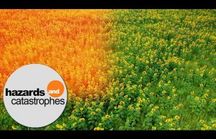 BEES ARE DYING | Organic Protection Instead of Field Poison | Full Documentary