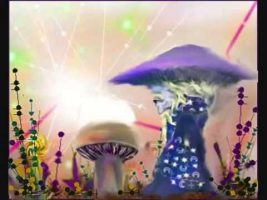 Terence McKenna on Mushrooms