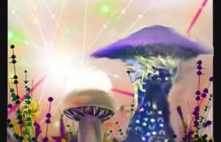 Terence McKenna on Mushrooms