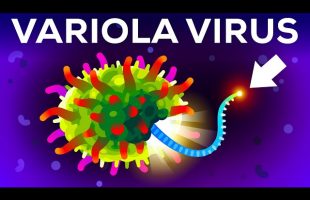 The (Second) Deadliest Virus