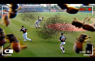 Animals That Totally Destroyed Sports Games