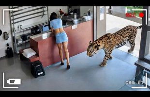 Wild Animals Invading People’s Homes