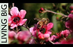 Tiny Houses And Permaculture For A Resilient And Sustainable Future