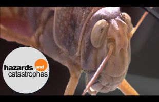 The Biblical Plagues: Locusts | Short Episode