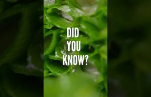 Did you know that green onions have these health benefits??