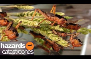 Return of the Bible Plagues Part 2: Mosquitoes | Full Documentary