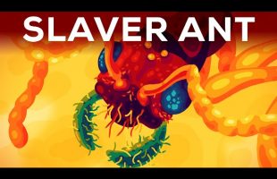 The Horror of the Slaver Ant