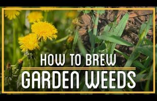 Crabgrass Beer & Dandelion Wine | How to Brew Everything | Weed Booze