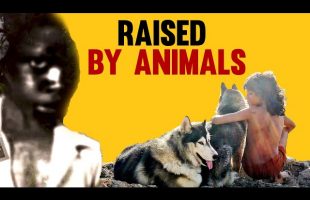 Raised by Wolves and Monkeys: Children Who Survived the Impossible | Documentary