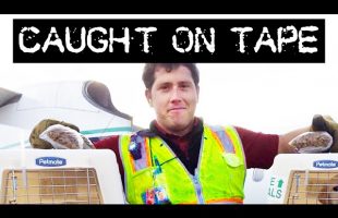 Audio Recordings Reveal the SHOCKING Last Moments of Bored Man Who Stole a PLANE: Documentary