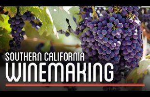 Winemaking in Southern California | How to Brew Everything