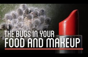 The Bugs in Your Food and Makeup | How to Make Everything