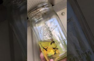 Tried this New Trend to Get Rid of Wasps