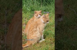 Is the internet right about orange cats? 🐈🤔 #NationalGeographic