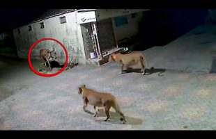 When Animals Messed With The Wrong Opponent