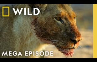 Savage Kingdom: Sacrifice and Succession | Season 4 MEGA EPISODE | Nat Geo Animals