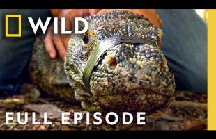 Searching for Cold-Blooded Killers (Full Episode) | Man v. Monster | Nat Geo Animals
